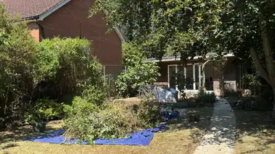 Tree Surgery